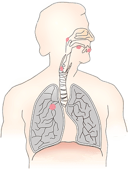 lung diagram