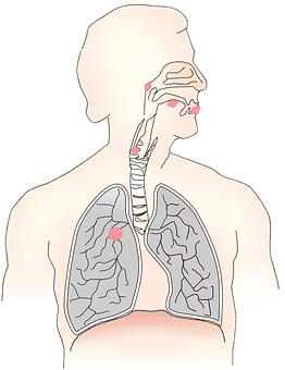 lung diagram