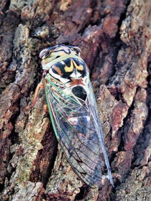 cicada bug