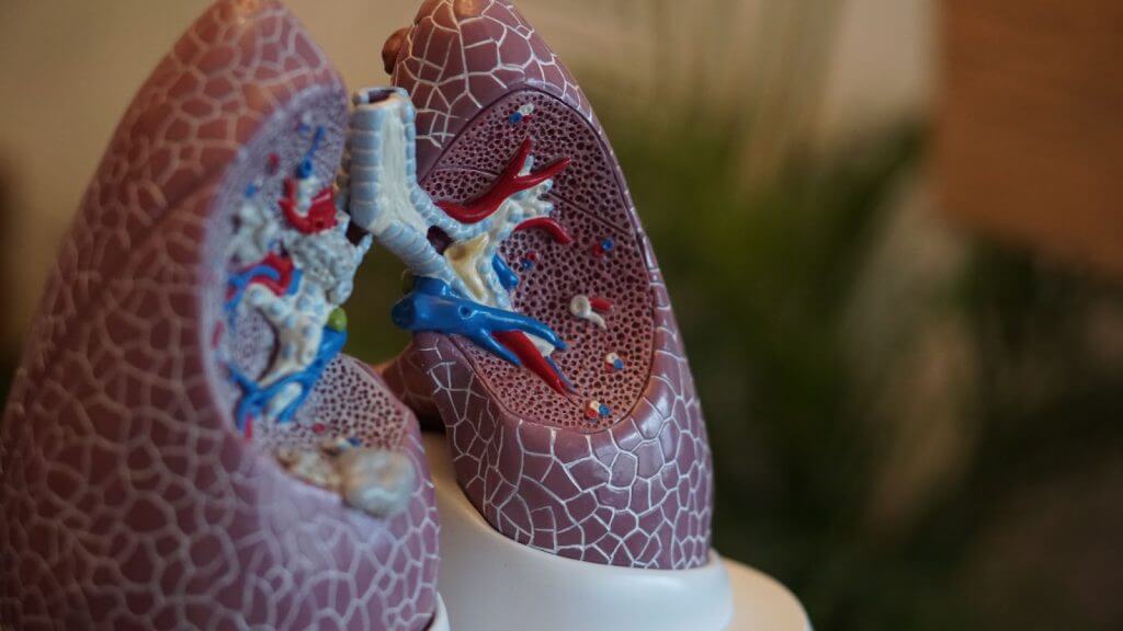 The respiratory system is more than just your lungs; it includes your nasal cavity, throat, windpipe, and more