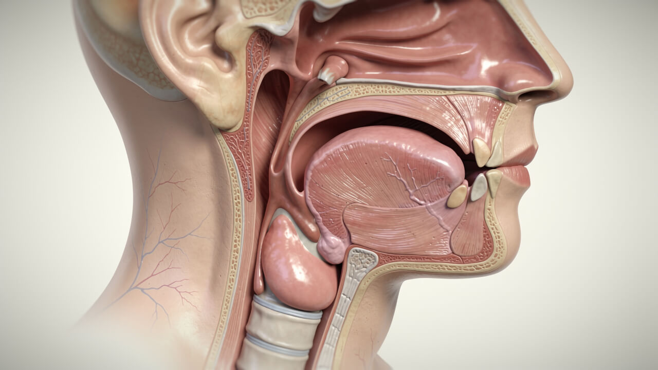 Cross-section of throat showing airway narrowing during sleep