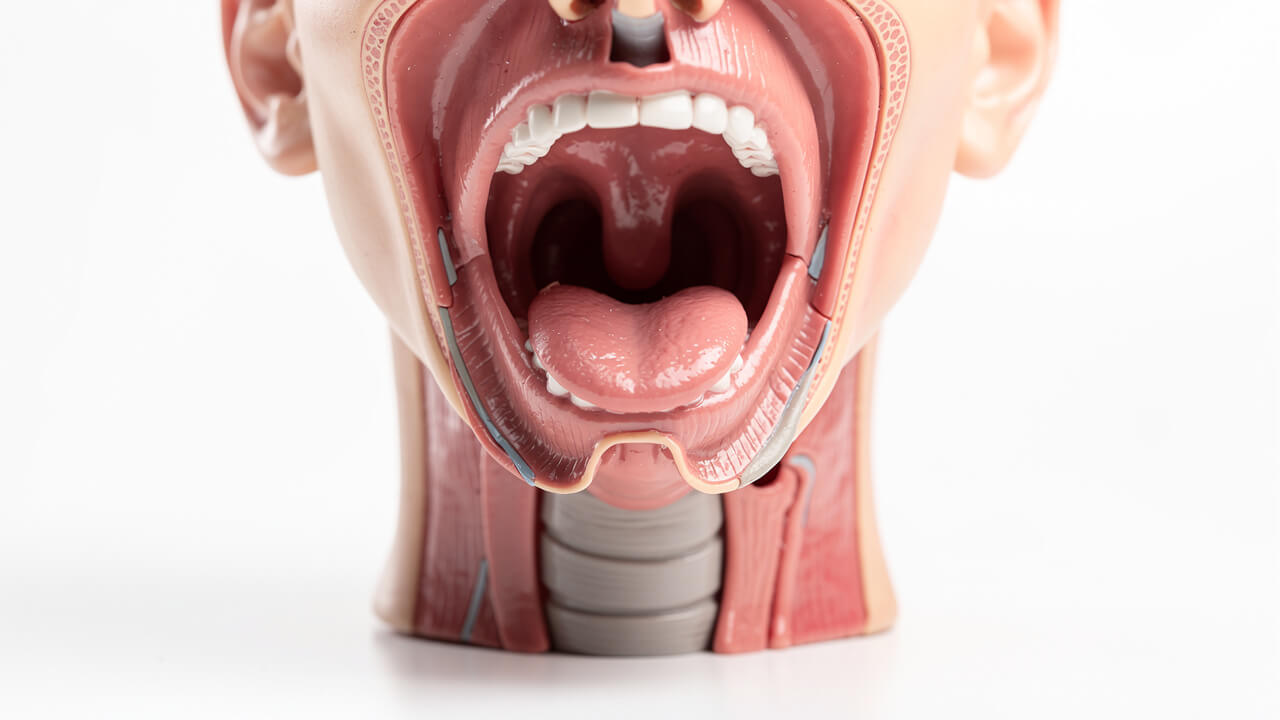 Realistic anatomical model showing upper airway obstruction during sleep