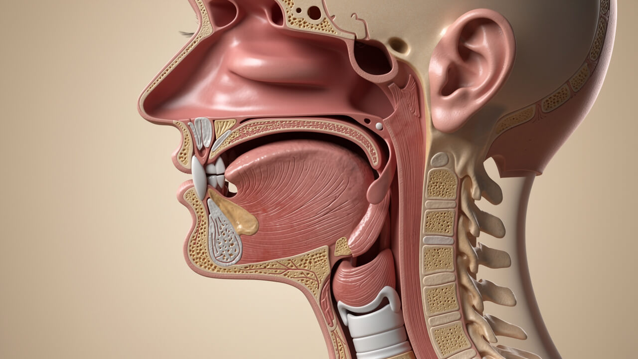 Realistic cross-section of human throat and airway anatomy